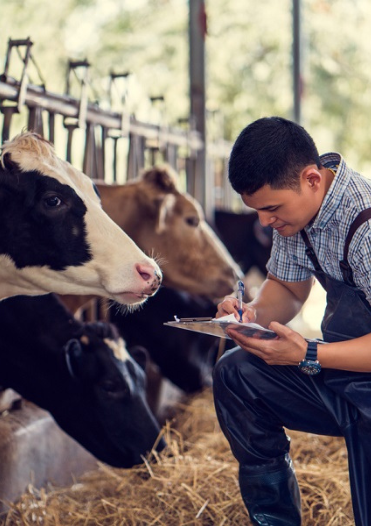 Processing of animals