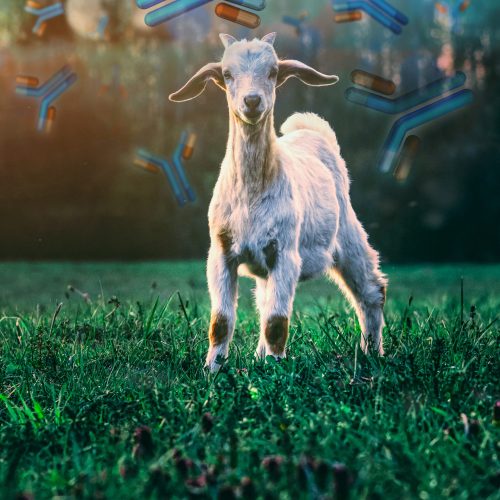marko-blazevic-5ExxF9SOHdM-unsplash – IgG – LG marko-blazevic-5ExxF9SOHdM-unsplash - IgG - LG